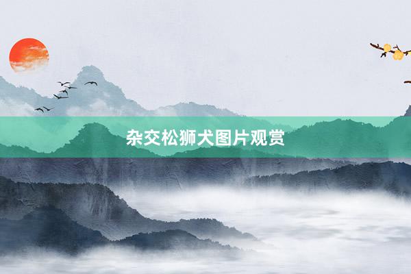 杂交松狮犬图片观赏